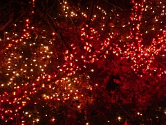 023 Toledo Zoo Light Show [2008 Dec 27]